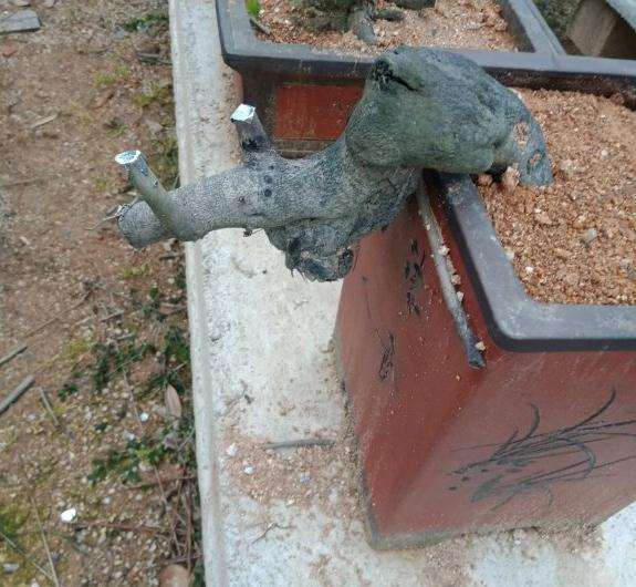 母老鸦柿下山桩种植四年了