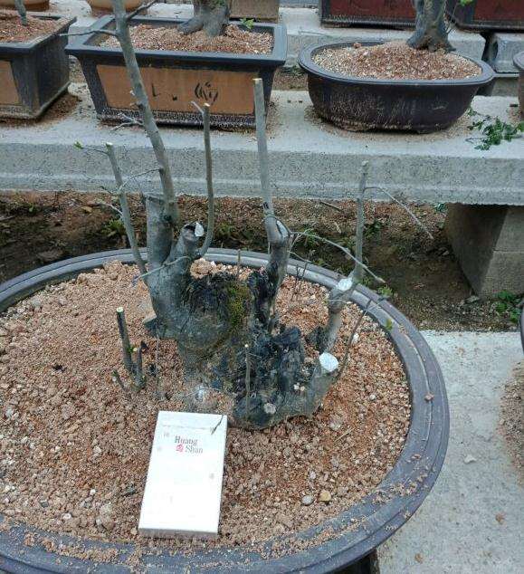 母老鸦柿下山桩种植四年了