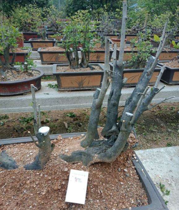 母老鸦柿下山桩种植四年了