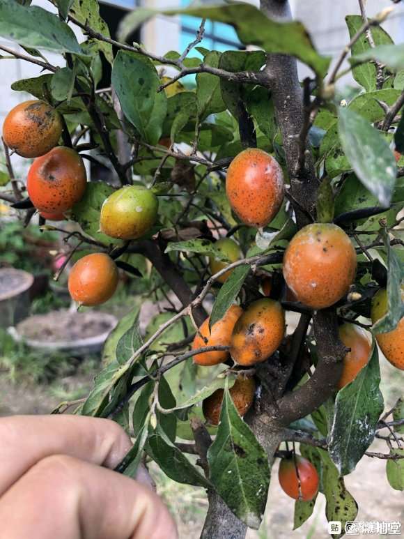 老鸦柿下山桩果子上好多白色的是啥