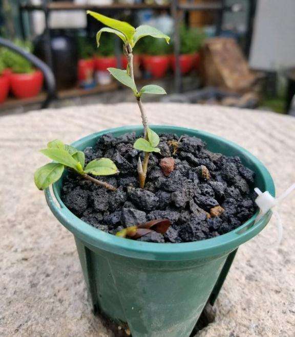 日本老鸦柿盆景怎么扦插的方法