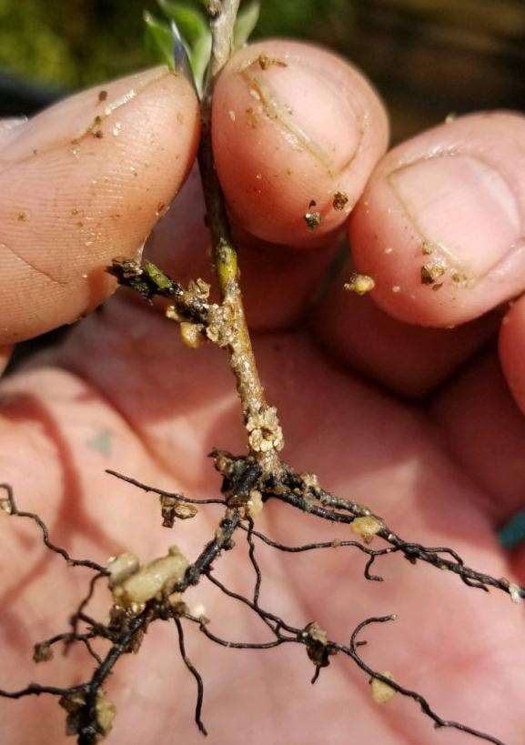 日本老鸦柿盆景怎么扦插的方法