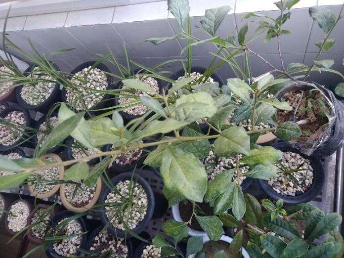 老鸦柿下山桩叶子有点黄