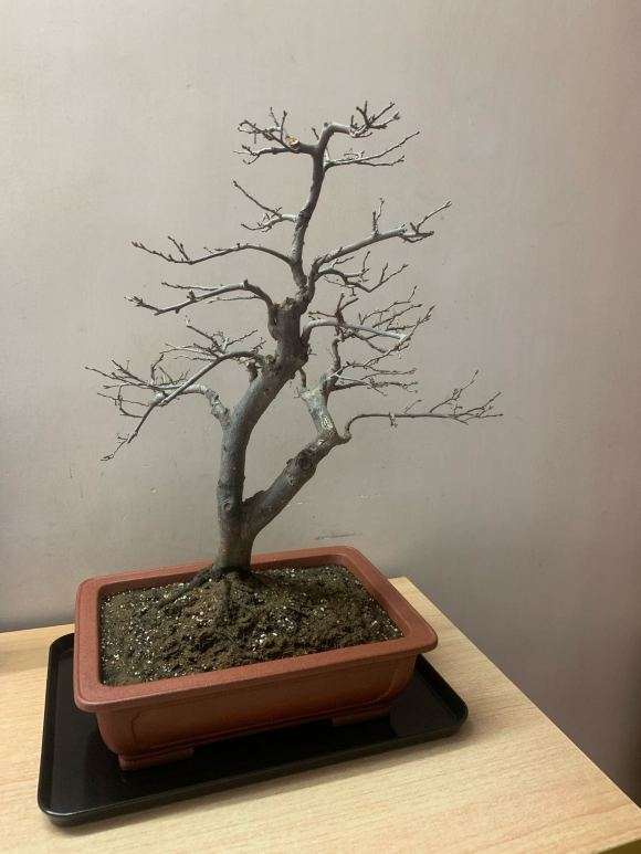 老鸦柿盆景没叶子是不是死啦 图片