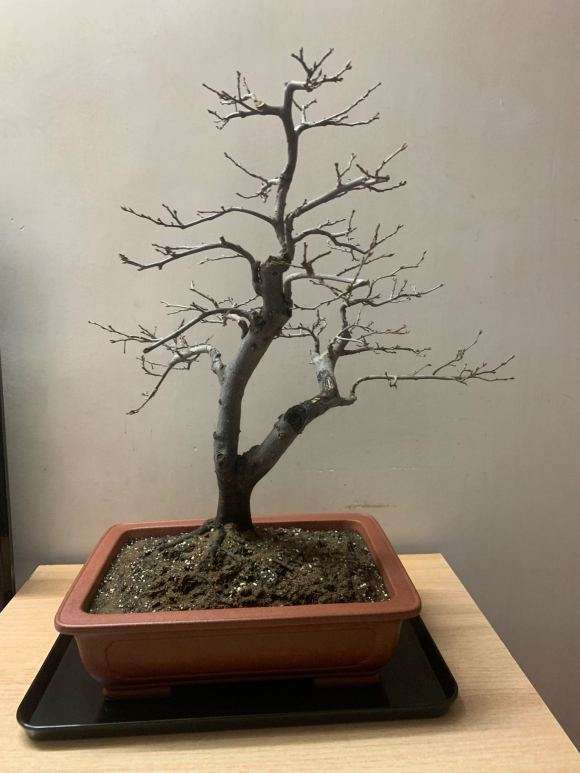 老鸦柿盆景没叶子是不是死啦 图片