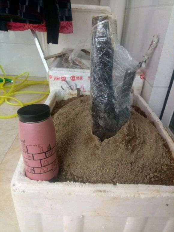 老鸦柿下山桩多少时间可以发芽 图片