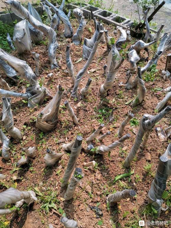 老鸦柿下山桩怎么缠膜发芽的方法 图片