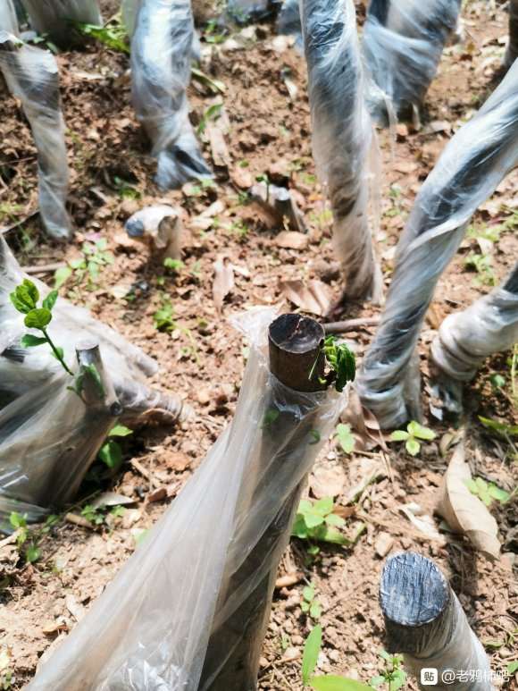 老鸦柿下山桩怎么缠膜发芽的方法 图片