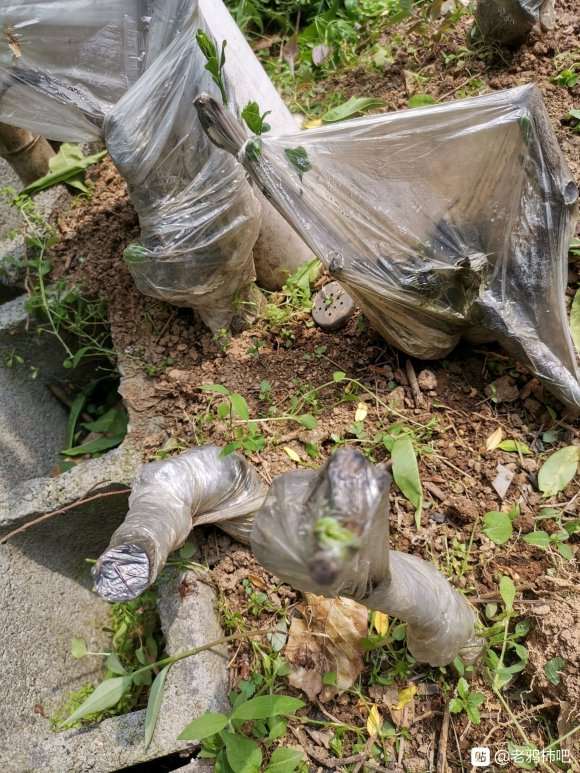 老鸦柿下山桩发芽