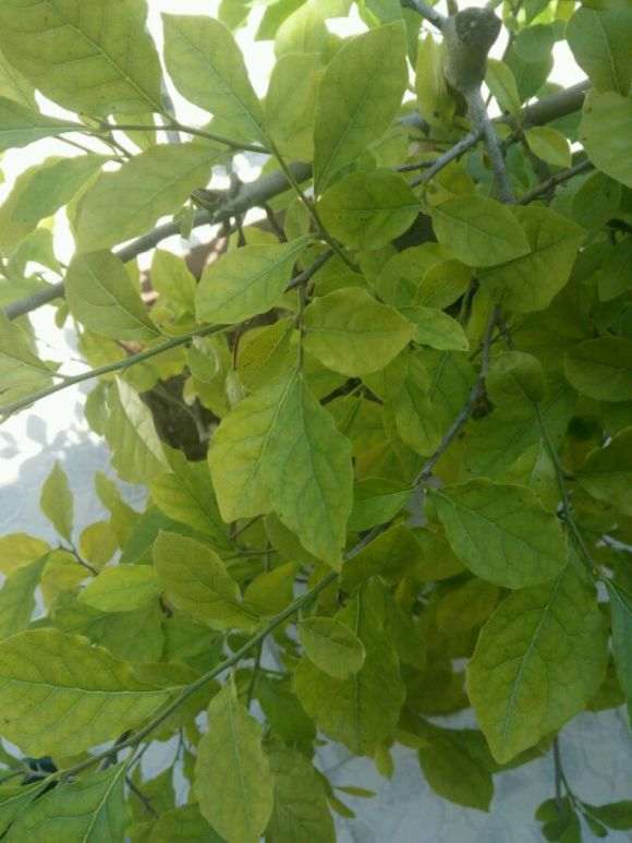 老鸦柿下山桩为什么叶片发黄 图片