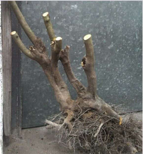 老鸦柿下山桩怎么设计涂鸦的3个方法