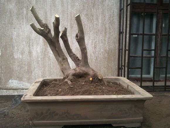 老鸦柿下山桩生桩大约多久发芽 图片