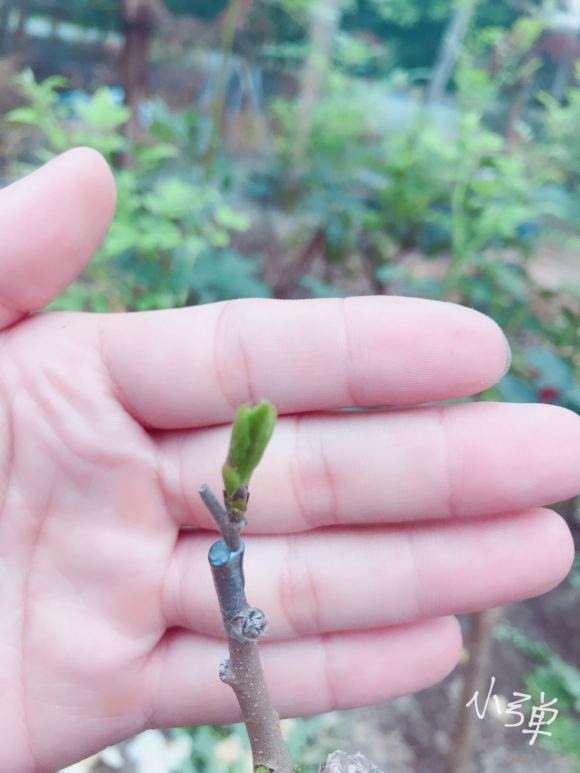 老鸦柿下山桩嫁接3个月没动静 怎么办