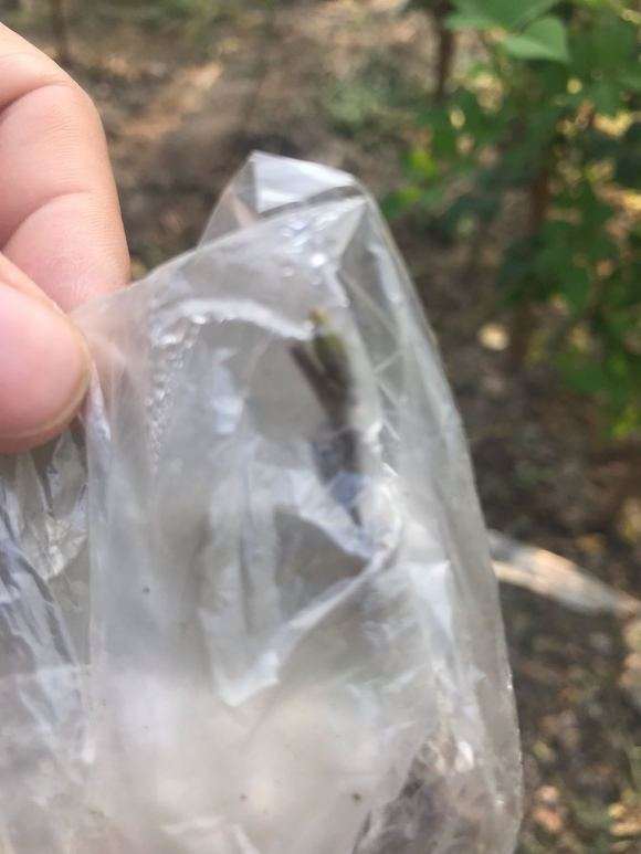 老鸦柿下山桩嫁接3个月没动静 怎么办