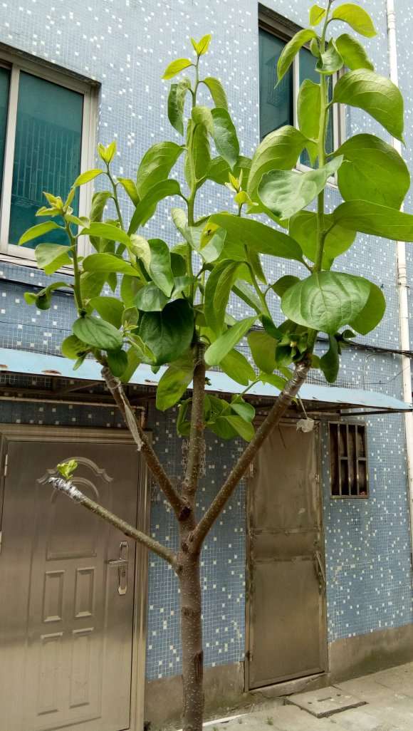 老鸦柿下山桩嫁接3个月没动静 怎么办