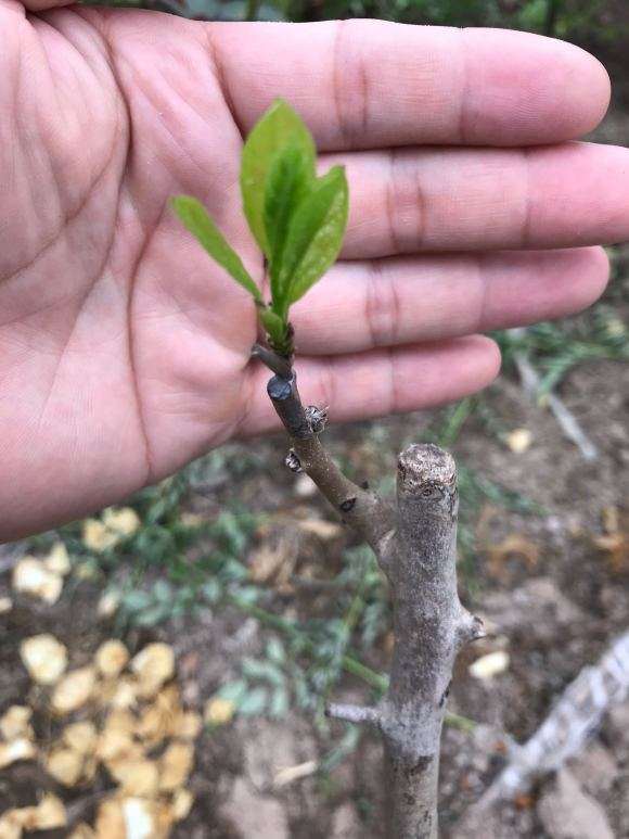 母老鸦柿下山桩不授粉会结果吗 图片