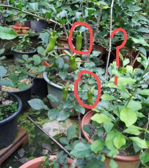 大家觉得 这老鸦柿下山桩有问题吗