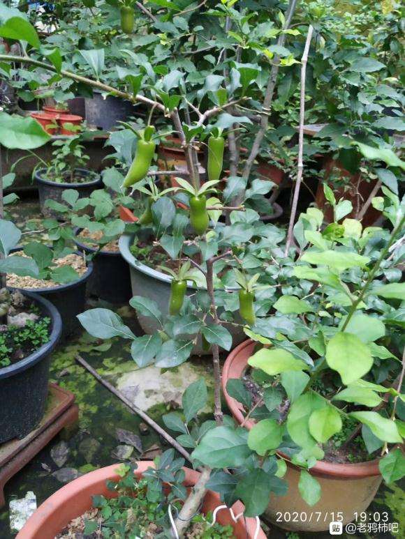 大家觉得 这老鸦柿下山桩有问题吗