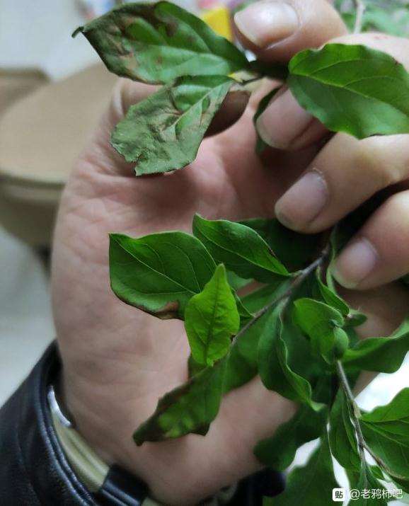 老鸦柿下山桩叶子枯黄