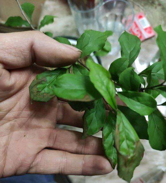 老鸦柿下山桩叶子枯黄