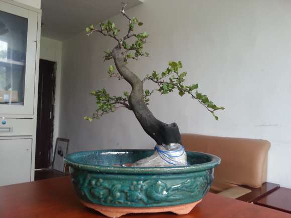 为什么我的老鸦柿盆景不开花