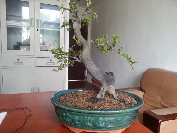 为什么我的老鸦柿盆景不开花