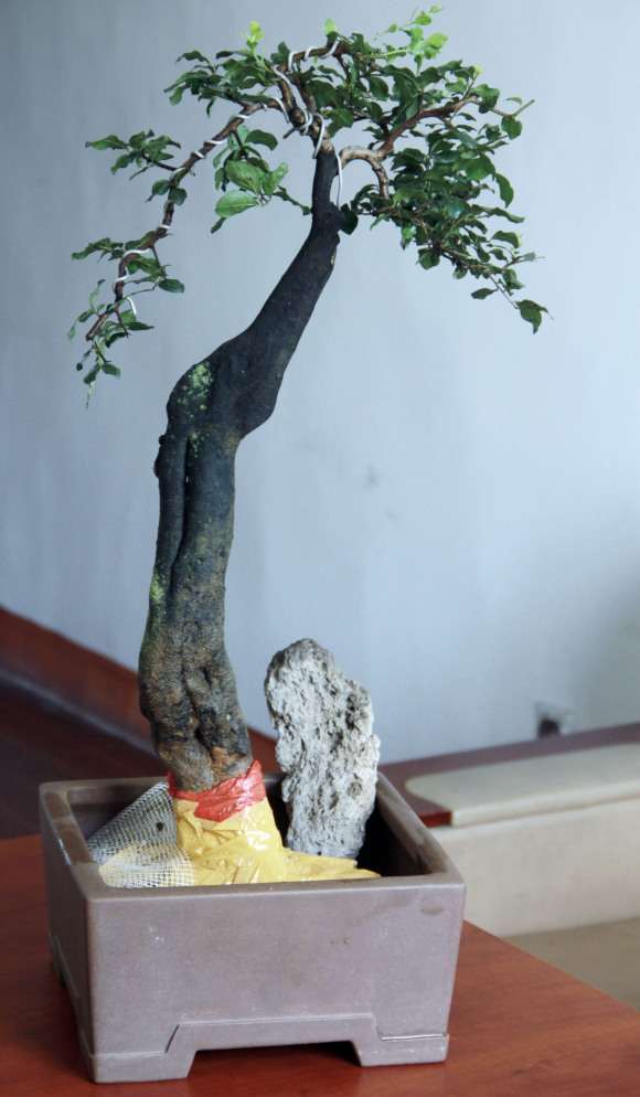 为什么我的老鸦柿盆景不开花