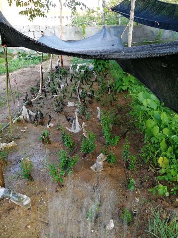 老鸦柿下山桩 3月份下地