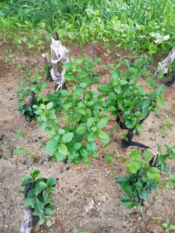 老鸦柿下山桩 3月份下地