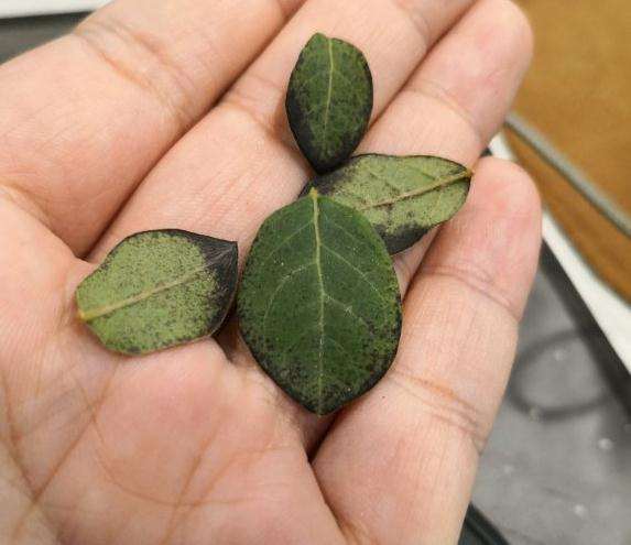 我的老鸦柿下山桩叶子这样了