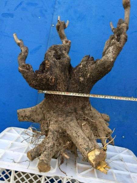 君迁子可以嫁接老鸦柿下山桩吗 图片