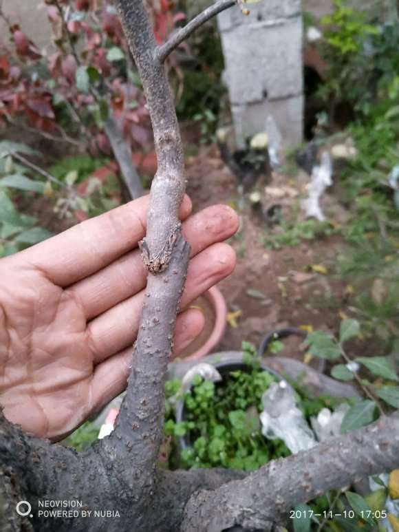 君迁子可以嫁接老鸦柿下山桩吗