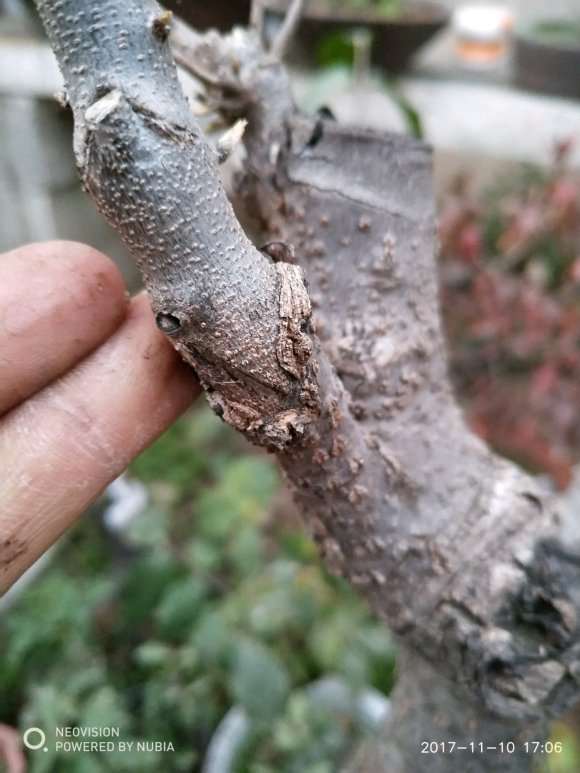 君迁子可以嫁接老鸦柿下山桩吗