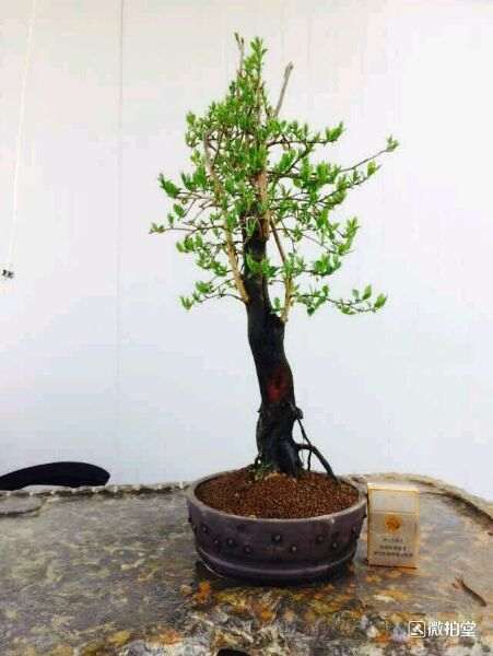 怎么分辨下公母老鸦柿下山桩 图片