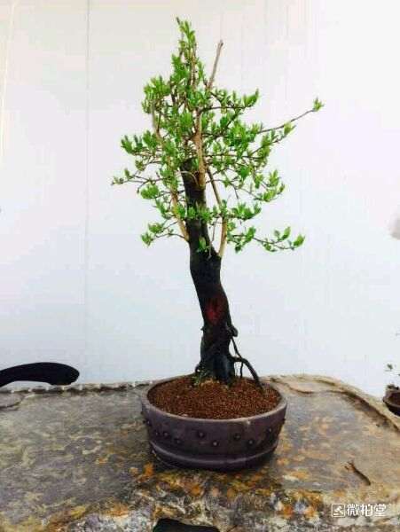 怎么分辨下公母老鸦柿下山桩