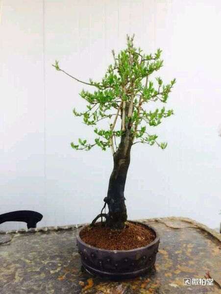 怎么分辨下公母老鸦柿下山桩