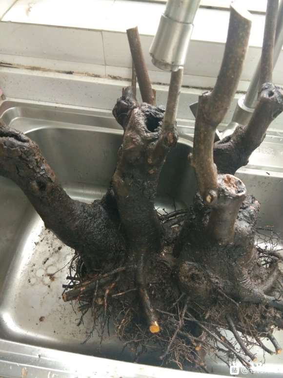 听说君迁子能嫁接老鸦柿下山桩 图片