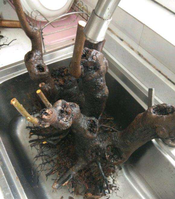 听说君迁子能嫁接老鸦柿下山桩