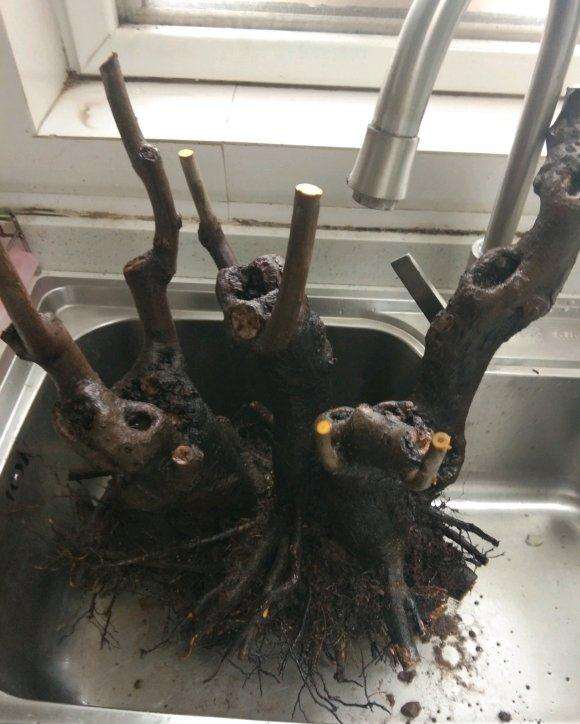 听说君迁子能嫁接老鸦柿下山桩