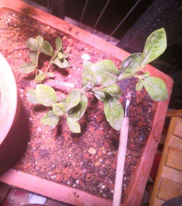 老鸦柿下山桩要多久才能从生桩变老桩