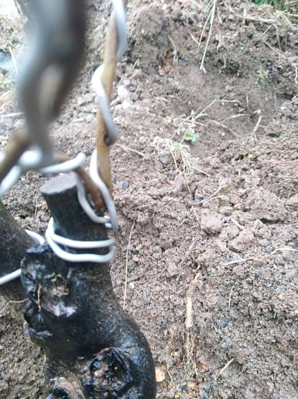 大家的老鸦柿下山桩都是用什么土 图片