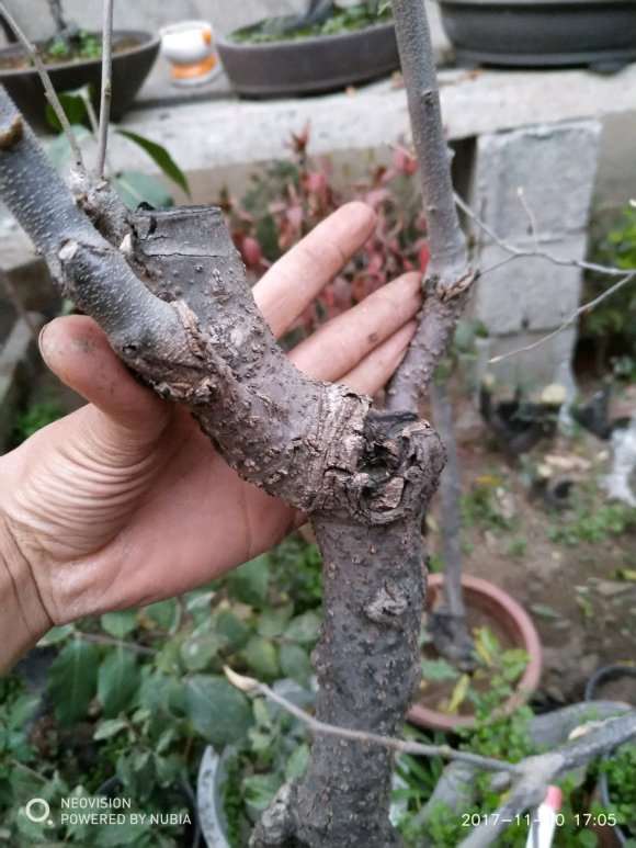 老鸦柿下山桩的粗杆可以锯口拿弯吗