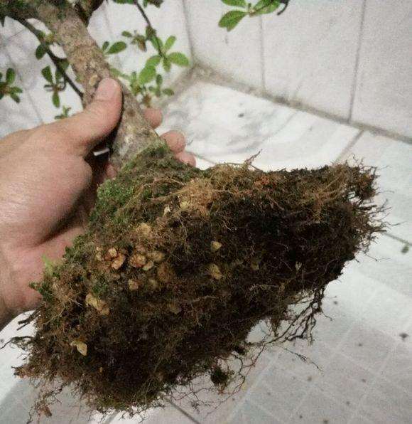 老鸦柿盆景怎么洗根换盆的3个问题