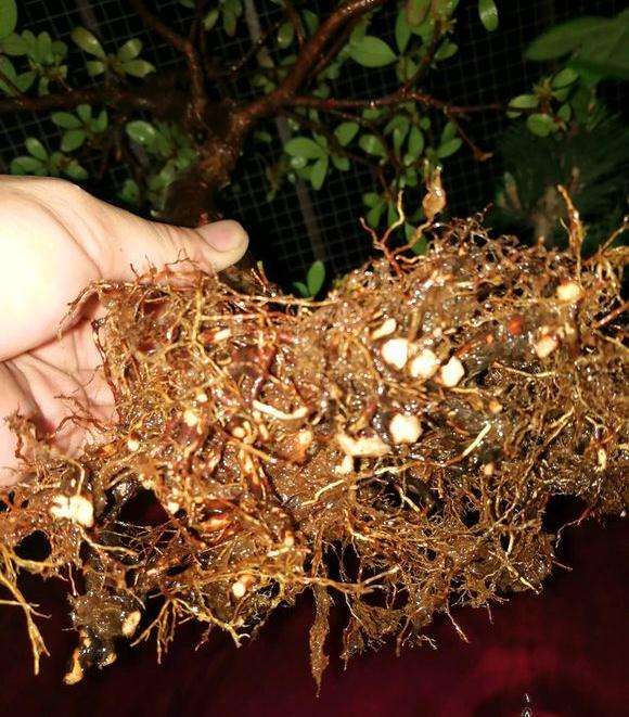 老鸦柿盆景怎么洗根换盆的3个问题