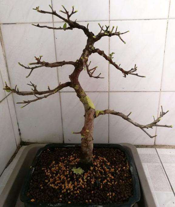 老鸦柿盆景怎么洗根换盆的3个问题