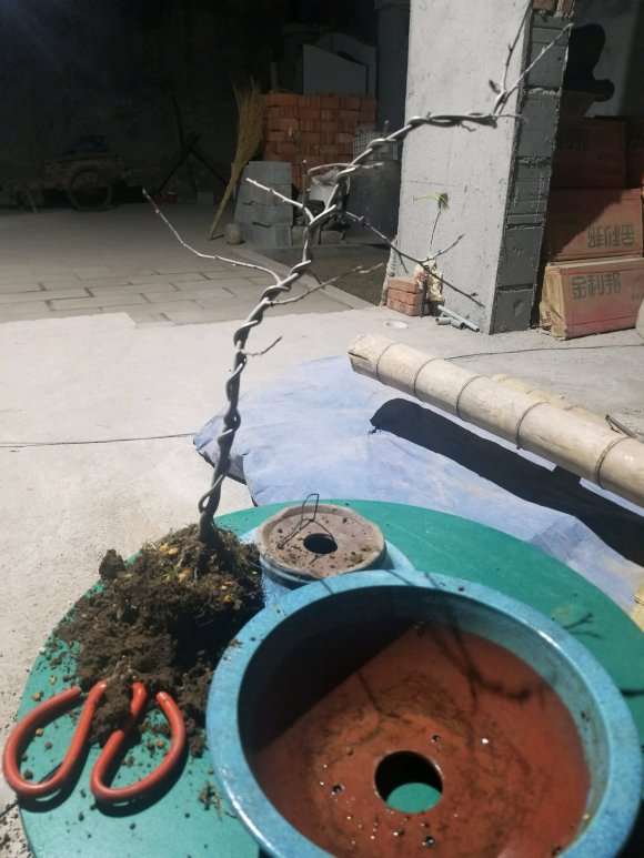 老鸦柿红凉山盆景怎么换盆的方法