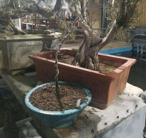 老鸦柿红凉山盆景怎么换盆的方法