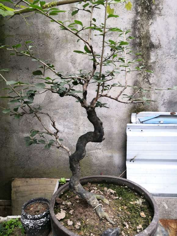 老鸦柿下山桩的泥鸦和石鸦有什么区别