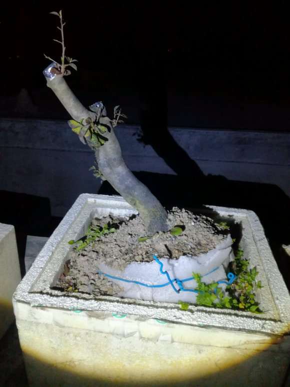 老鸦柿下山桩过冬最低能耐几度低温