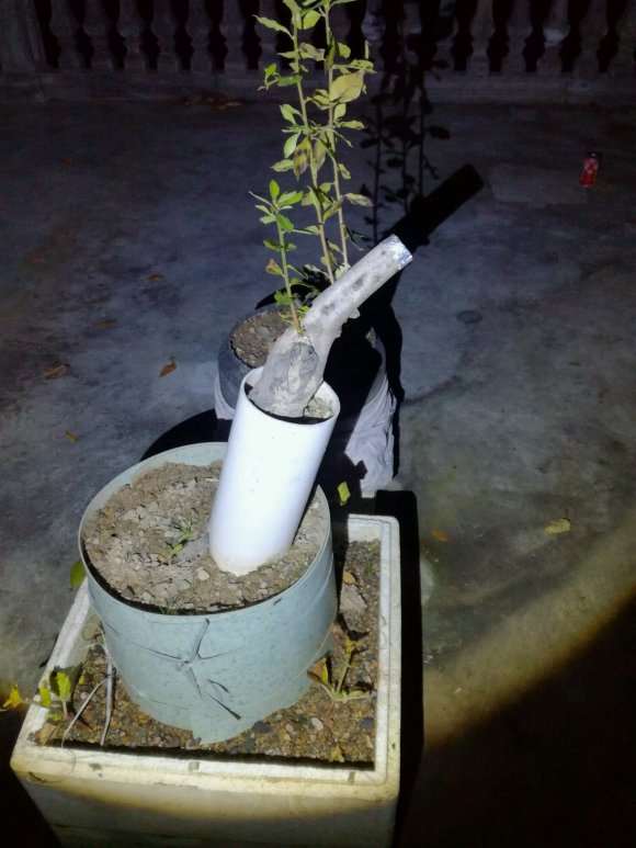 老鸦柿下山桩夏天需要遮阳吗